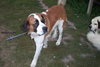 Buford
