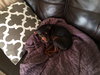 Roxy