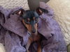 Roxy