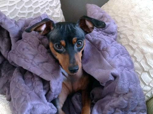 Roxy