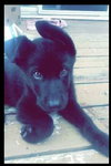 Moose