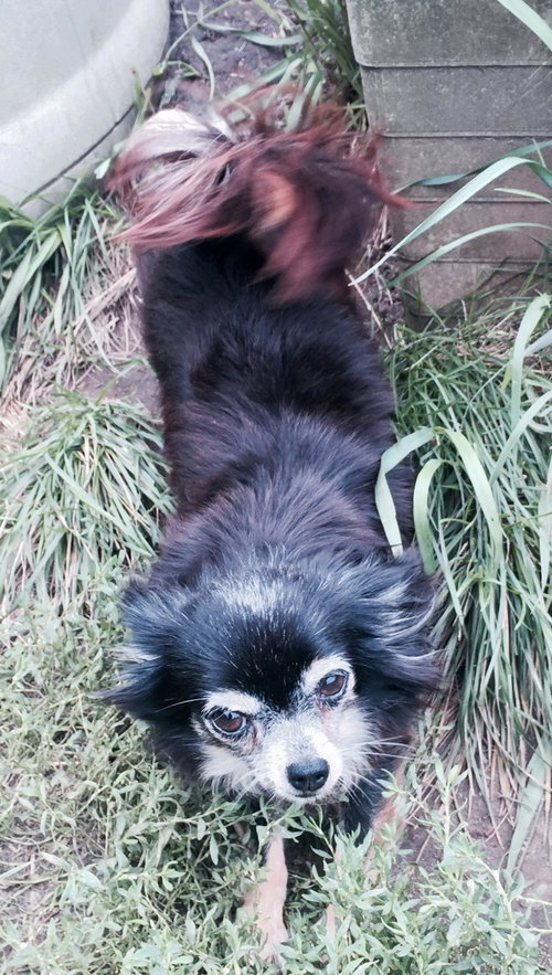 LuLu