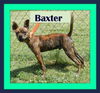 Baxter -PUPPY