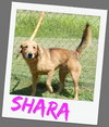 Shara
