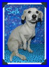 Seth PUPPY