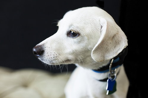 Seth PUPPY
