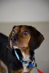 Barry