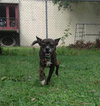 Bolt