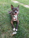 Bolt