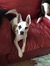 Rocky -Puppy