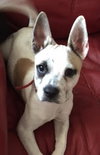 Rocky -Puppy