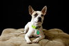 Rocky -Puppy