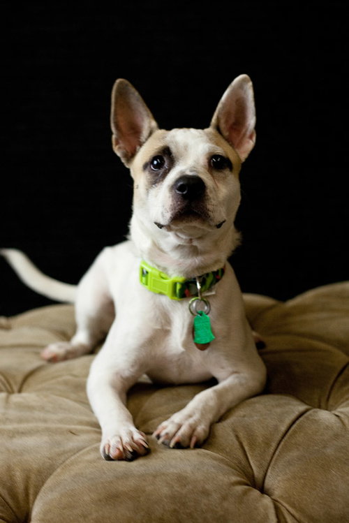 Rocky -Puppy