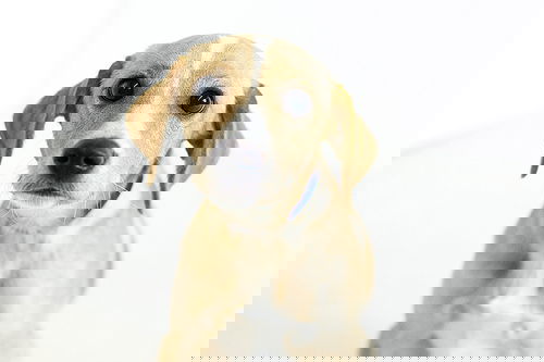 Geronimo