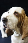 Bo