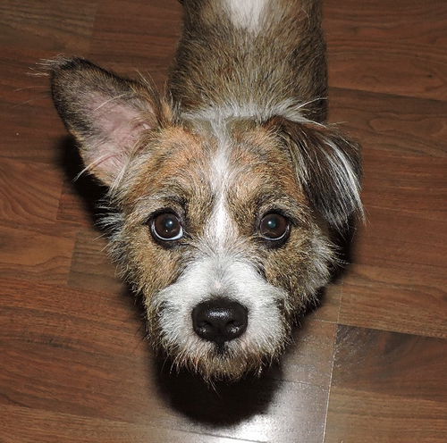 Olly