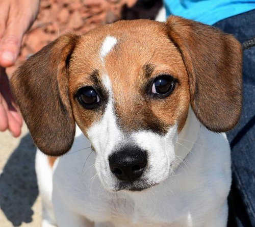 Mazie -PUPPY