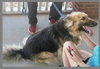 Moli - Foster Needed