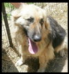 Moli - Foster Needed