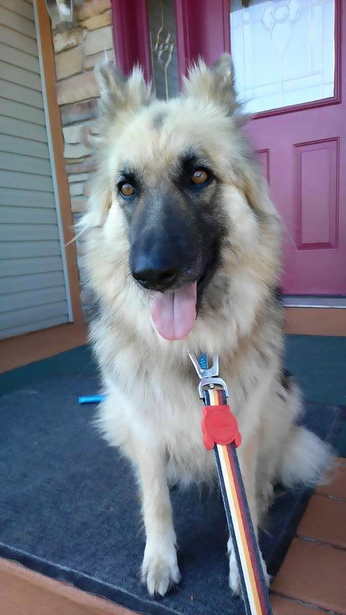 Moli - Foster Needed
