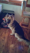 Moli - Foster Needed