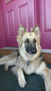 Moli - Foster Needed
