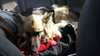 Moli - Foster Needed