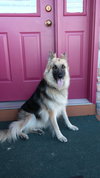 Moli - Foster Needed
