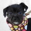 Shauna -PUPPY