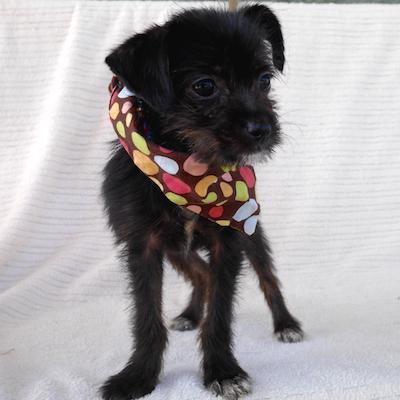 Shauna -PUPPY