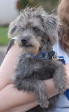 Hildie 