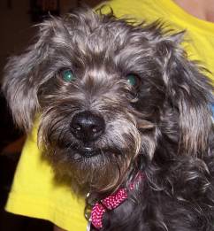Hildie 