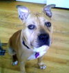 Diesel