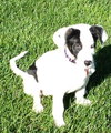 Skittles -Puppy