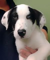 Skittles -Puppy