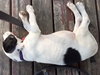 Skittles -Puppy
