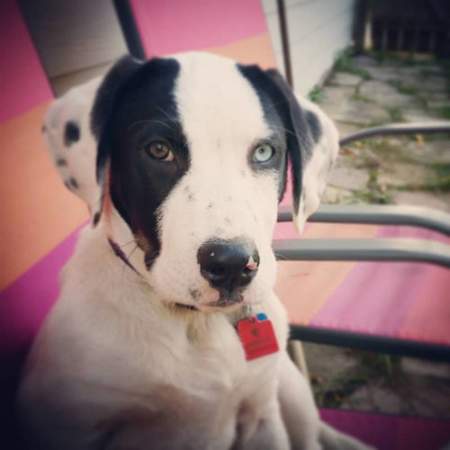 Skittles -Puppy