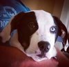Skittles -Puppy