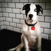 Skittles -Puppy