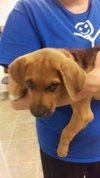 Mitsy -Puppy