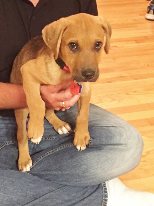 Mitsy -Puppy