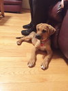 Mitsy -Puppy