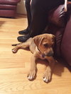 Mitsy -Puppy