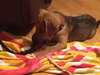 Mitsy -Puppy