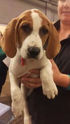 Chopper -Puppy