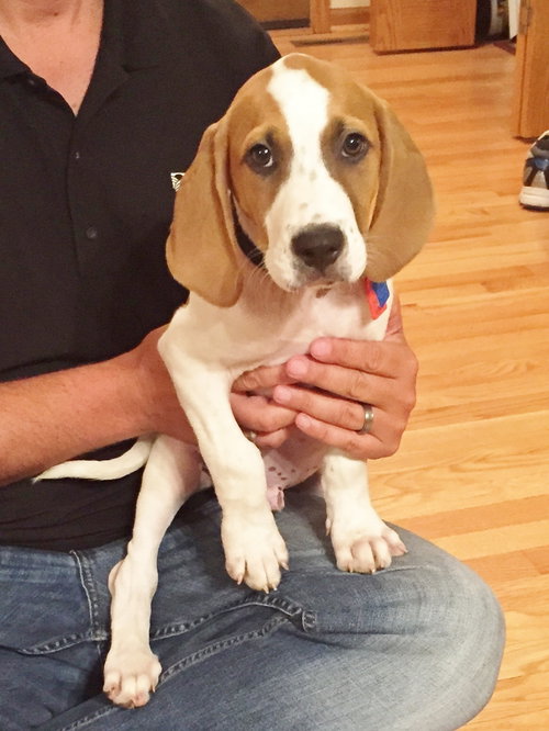 Chopper -Puppy