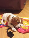 Chopper -Puppy