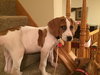 Chopper -Puppy