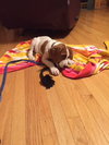 Chopper -Puppy