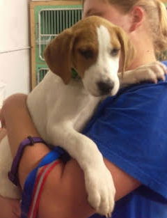 Baylee -Puppy